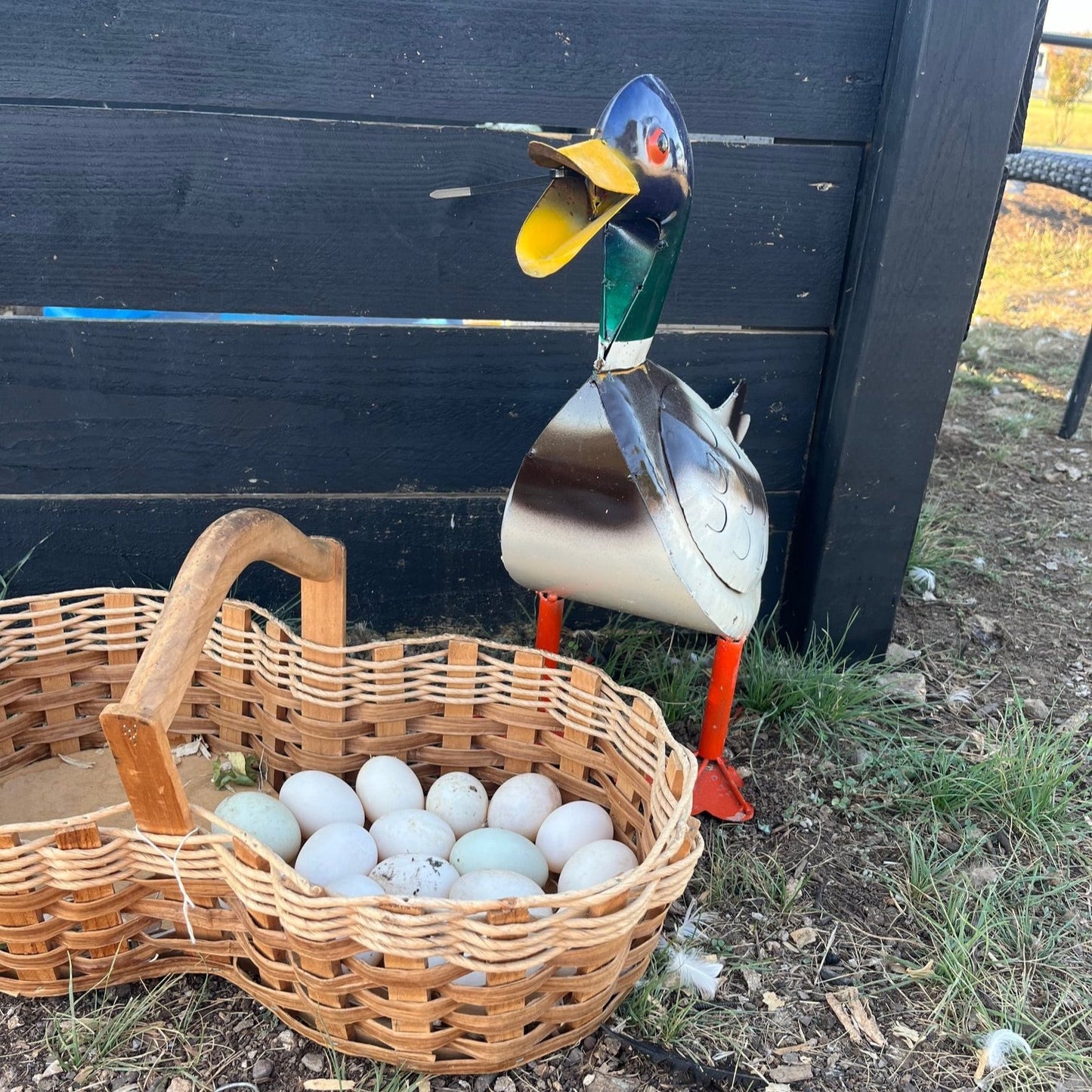 Unfertilized Duck Eggs (for consumption)